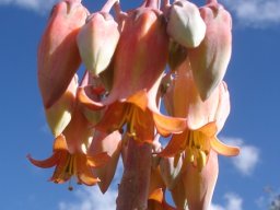 Cotyledon orbiculata var. oblonga inflorescence